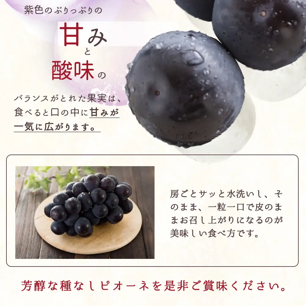 紀州和歌山産 ピオーネ 約2kg ※2026年8月下旬頃〜2026年9月下旬頃に順次発送 ※日付指定不可 ぶどう ブドウ 葡萄 果物 くだもの フルーツ【uot781】