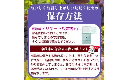 紀州和歌山産 巨峰ぶどう 約2kg / 巨峰 ぶどう ブドウ 葡萄 果物 くだもの フルーツ ※2027年8月中旬〜9月上旬頃順次発送 ※日付指定不可 ※離島への配送不可 【uot517-r-2】