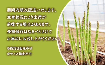 【数量限定・2027年4月～発送】富良野 益田農園産 極太 グリーンアスパラガス ≪M～3L混合≫ 約1kg アスパラ 北海道 富良野市 緑アスパラ 野菜 とれたて 朝採り 限定 数量限定 (益田農園)