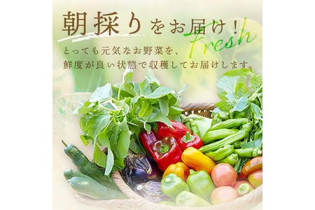 【年6回定期便】＜てんとうむしばたけ＞オーガニック野菜セット　有機野菜11～12種(4人用)