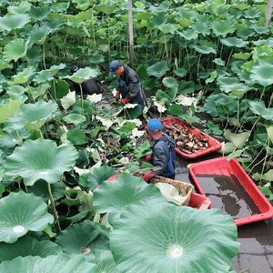 野口れんこん 茨城県産 極上無漂白蓮根4kg | 蓮根  レンコン ハス 根菜 シャキシャキ 甘い 産地直送 産直　※離島への配送不可 やさい 野菜 煮物 