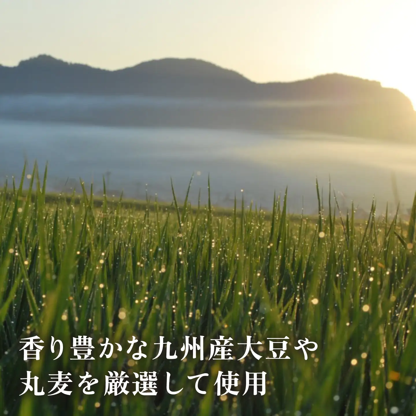 【3回定期便】無添加 国産 蒸し 大豆 麦つぶ味噌（600g×3）【有限会社 木屋食品工業】国産味噌 みそ [ZAD023]