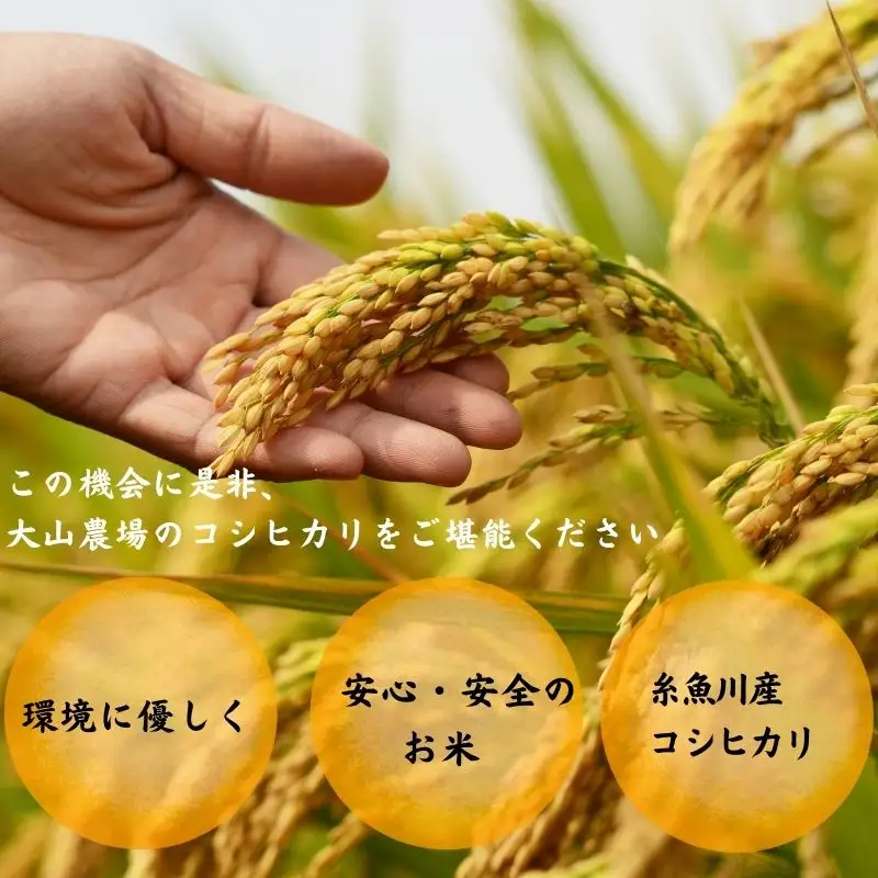 新米 米【令和8年産新米】 新潟県産 コシヒカリ 10kg（５kg×2袋）こしひかり  特別栽培米 甘みが口の中で広がる コシヒカリ 農家直送 大山農場 糸魚川産 美味しい 農家自慢 甘い お米 白米 おにぎり お弁当 糸魚川産 コシヒカリ