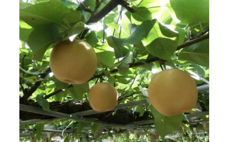 大きくて甘い　越知町の新高梨【約700g　4玉】フルーツ 果物 新鮮 産直 