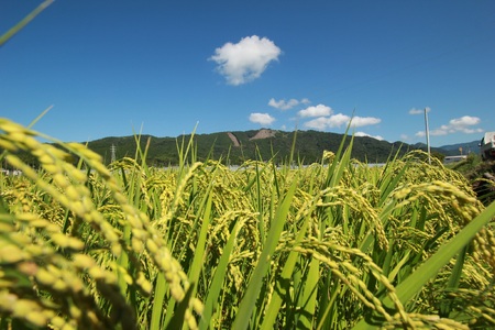 【令和7年産】 米 定期便 10kg×12回 にこまる 米 AS002