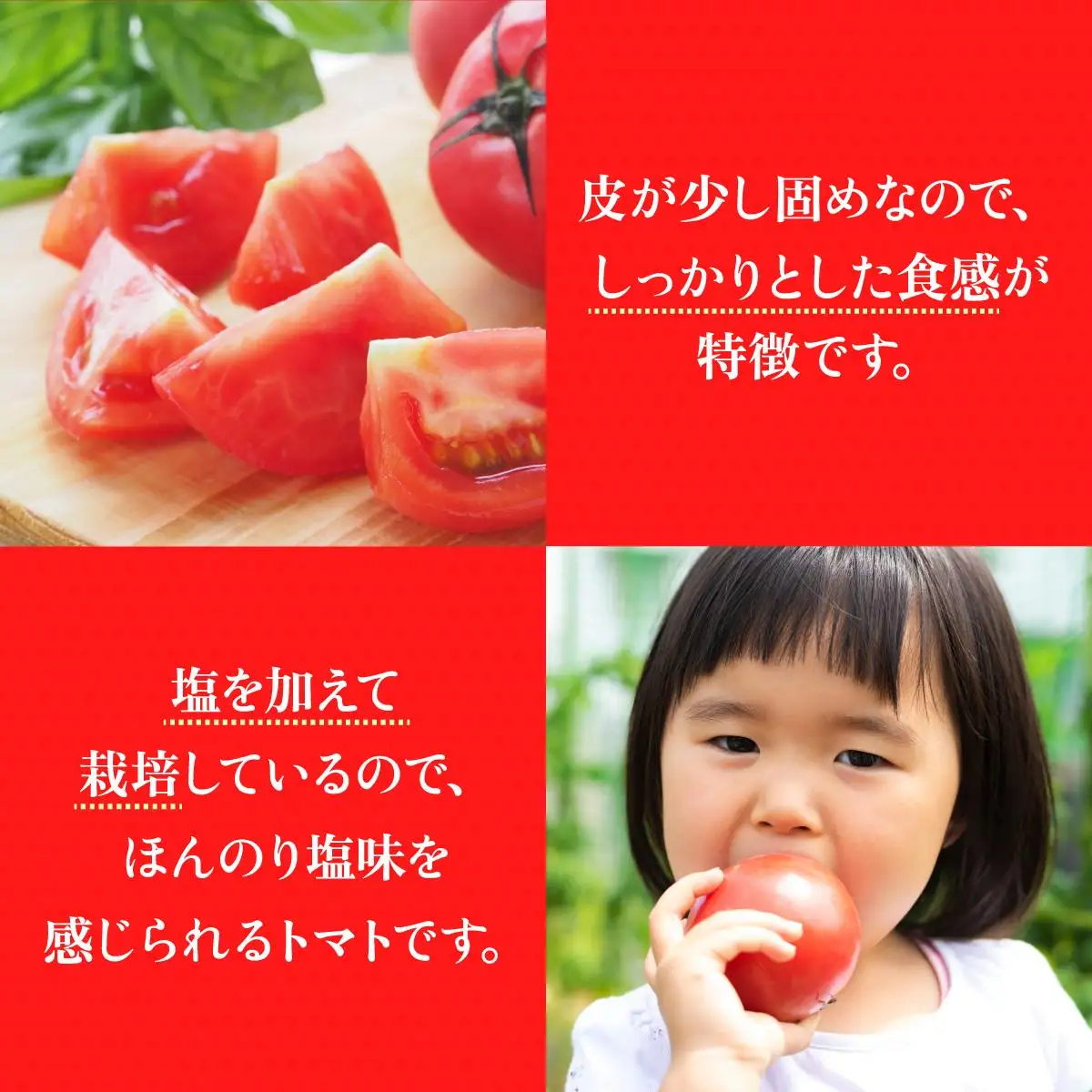 【2026年 発送 】 先行予約 北海道 伊達市 高糖度 トマト 北赤妃 きせき 約1kg  1箱 Mサイズ とまと 新鮮 ジューシー 産地直送