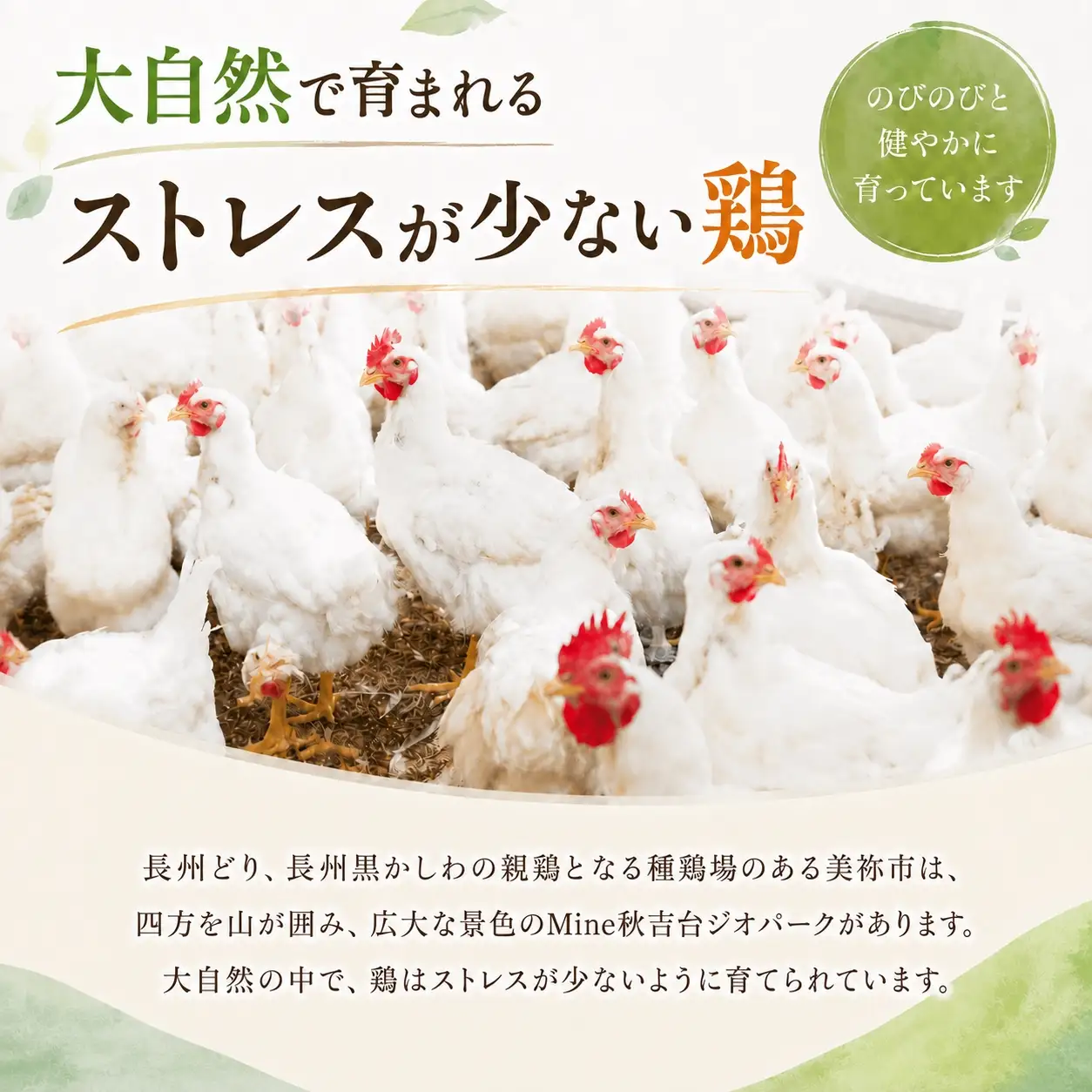 【定期便3回】長州どり もも 切り身 合計1.8kg (300g×6パック)