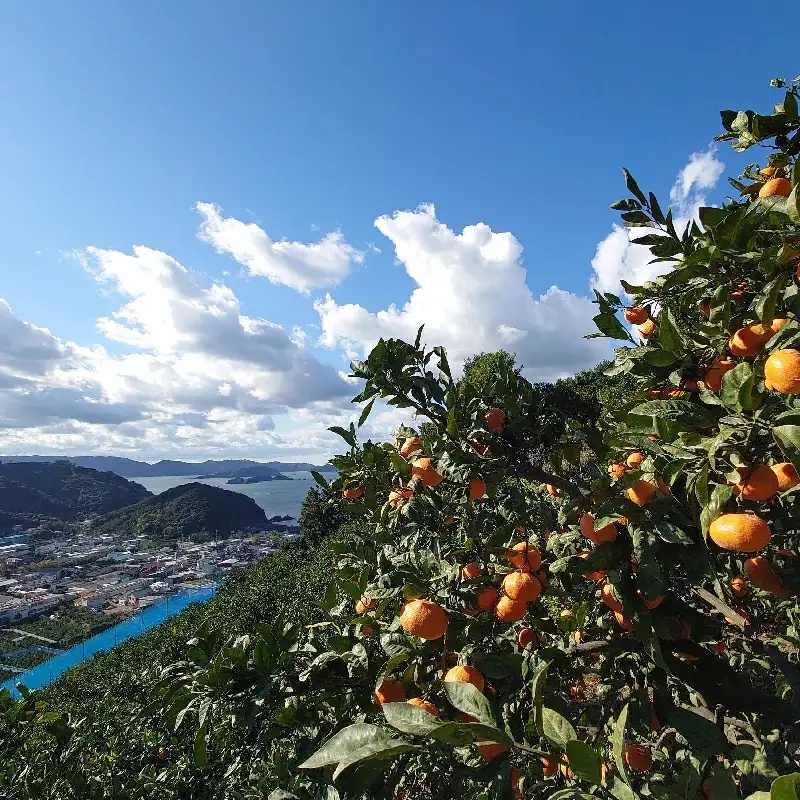 有田 みかん 3kg（S～Lサイズおまかせ） こだわりの 和歌山県産 / フルーツ 果物 甘い 柑橘 ※2026年11月下旬～翌年1月中旬頃順次発送予定 【hdm004-r-3A】