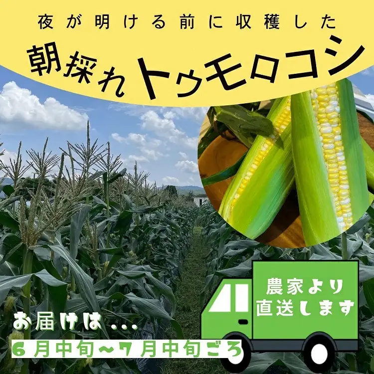 野菜 朝採れ とうもろこし 10本 〈アグリにのうみ〉