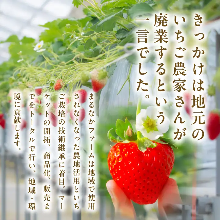 リキュール Koichigoリキュール 300ml×3本セット【まるなかファーム株式会社】