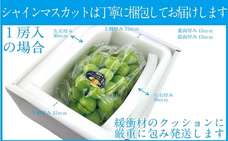 ぶどう 2026年 先行予約 シャイン マスカット 晴王 1房 約600g 岡山県産 シャインマスカット