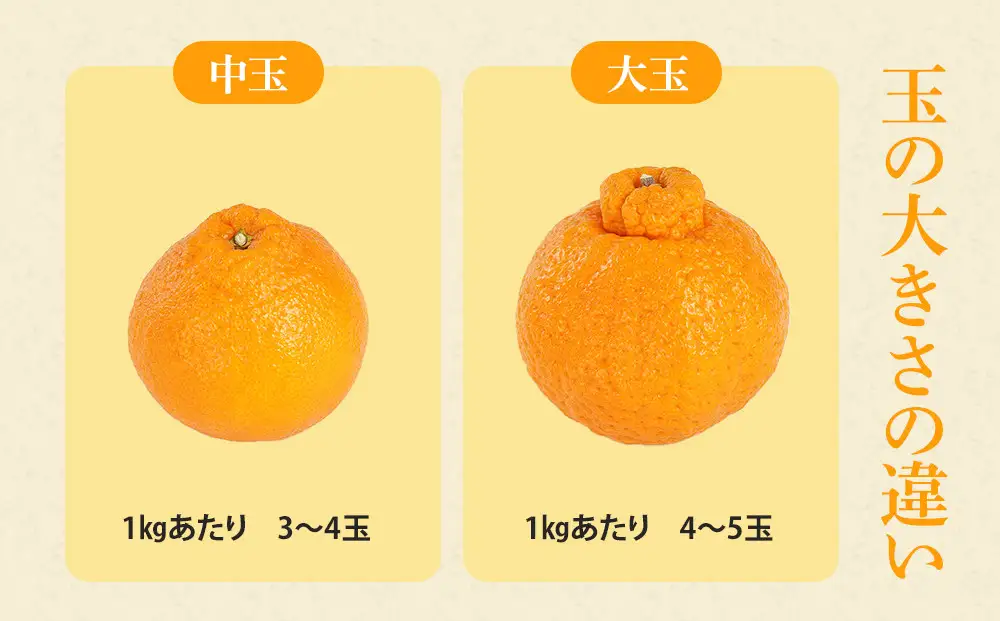 アルギット 不知火 約5kg 中玉 サイズ（20～22玉）不知火