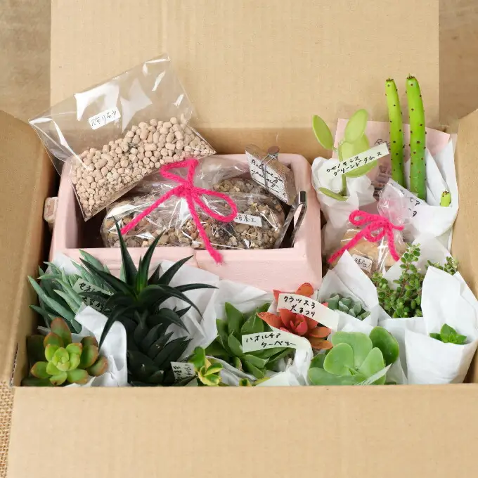 多肉植物の寄せ植えセット（メゾンレクトポット）長屋根