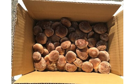 【茎まで美味しい】一休しいたけ　ハネ品　1キロパック　【12203-0164】