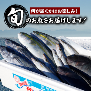 訳あり 鮮魚 詰め合わせ セット 3～4種 約2kg