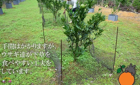 《今が旬！》～アマミノクロウサギと共生を目指す農家さんの徳之島産たんかん3kg ( たんかん 柑橘 フルーツ 果物 徳之島 鹿児島 奄美 フレッシュ ビタミン 美味しい オススメ 人気 自然保護 共生 うさぎ ウサギ アマミノクロウサギ )