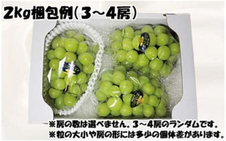岡山県産 シャインマスカット 晴王 秀品 2kg【シャインマスカット】
