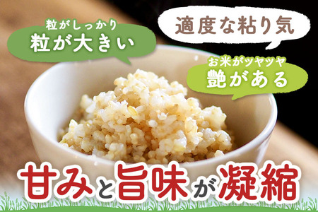 《定期便2ヶ月》【玄米】つや姫 10kg×2回（特別栽培米）令和5年産 山形県産 しらたかのお米