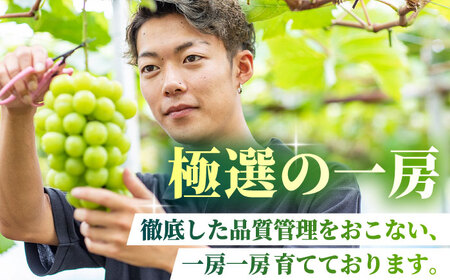 【2026年発送先行予約】 シャインマスカット 2kg(4～5房)【合同会社 社方園】ぶどう 大粒  熊本 期間限定  マスカット [ZBZ013]