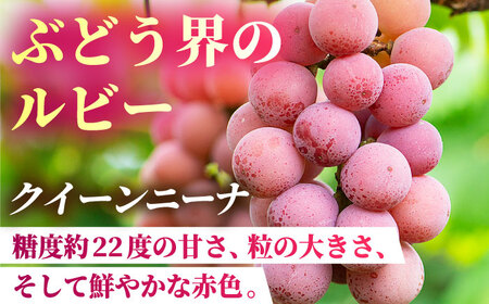 【2026年発送先行予約】食べ比べセット 800g（シャインマスカット &amp; クイーンニーナ 各一房）【合同会社 社方園】ぶどう 詰め合わせ  セット 食べ比べ 熊本 [ZBZ018]