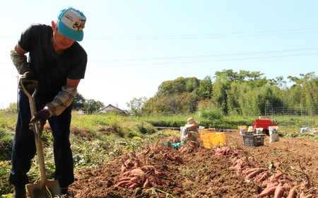 訳あり 熟成 紅はるか 5kg M-2Lサイズ 低温熟成 甘い おやつ おかず 国産 愛媛県 愛南町青果市場 発送:2024年12月下旬～(なくなり次第終了)