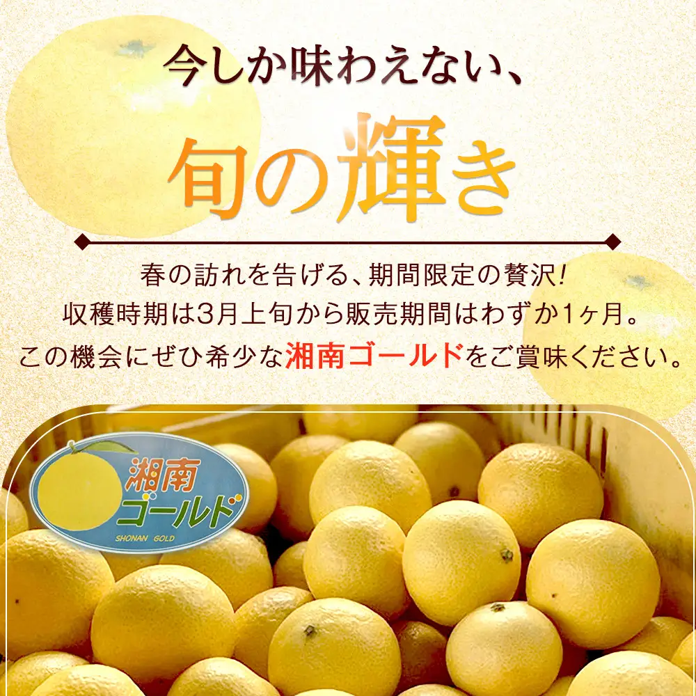 〈希少商品〉神奈川生まれの柑橘 「湘南ゴールド」( 露地栽培)＜出荷開始：2027年3月10日出荷開始～2027年3月31日出荷終了＞【フルーツ オレンジ 果物 柑橘 贈答用 家庭用 自宅用  神奈川県小田原市】