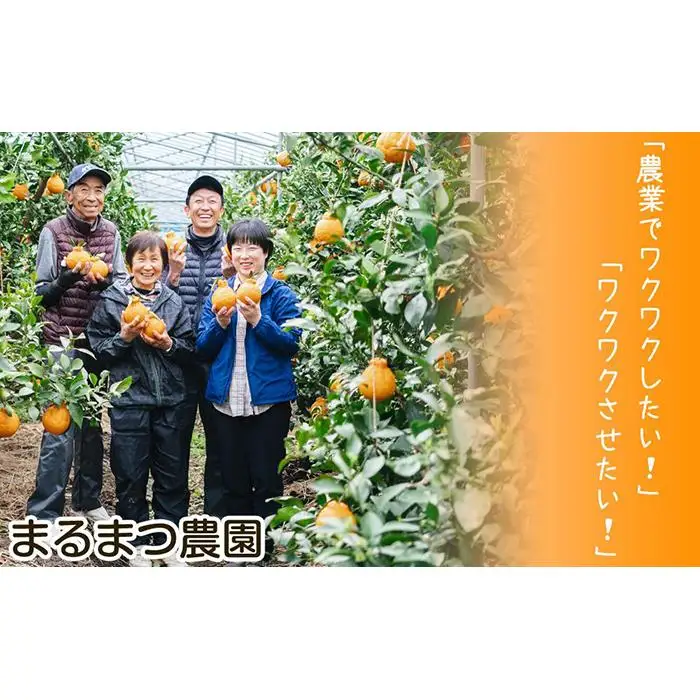 【2026年12月～2027年1月発送】濃厚完熟 木成り温州みかん 10kg ミックスサイズ 和歌山県産