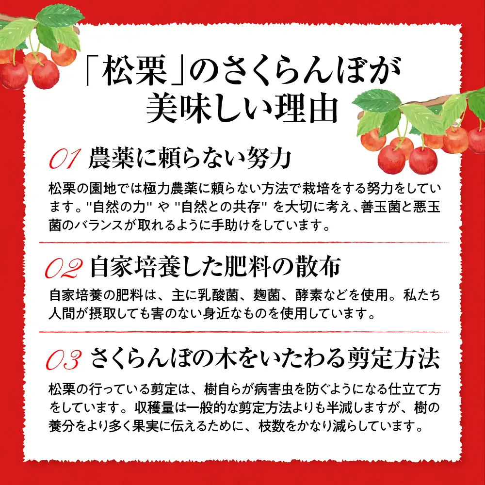 2027年産 GI東根 さくらんぼ 真の桜桃 佐藤錦 1kg さくらんぼ
