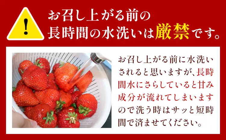先行予約 熊本県産 いちご ゆうべに 約1000g（約250g×4パック）