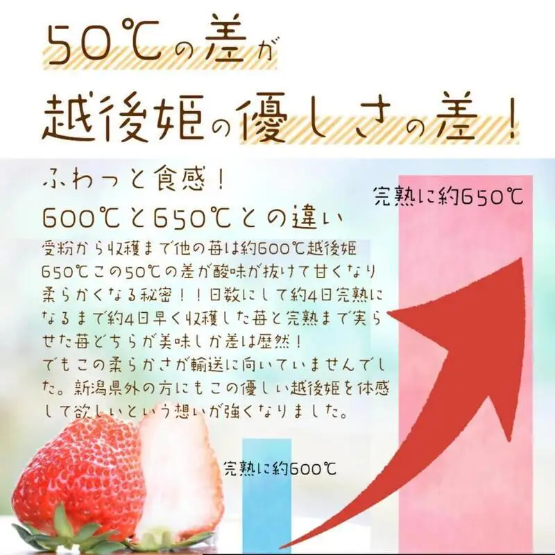 【先行予約】越後姫桃薫 いちご 越後姫 シングル約380g 苺の花ことば