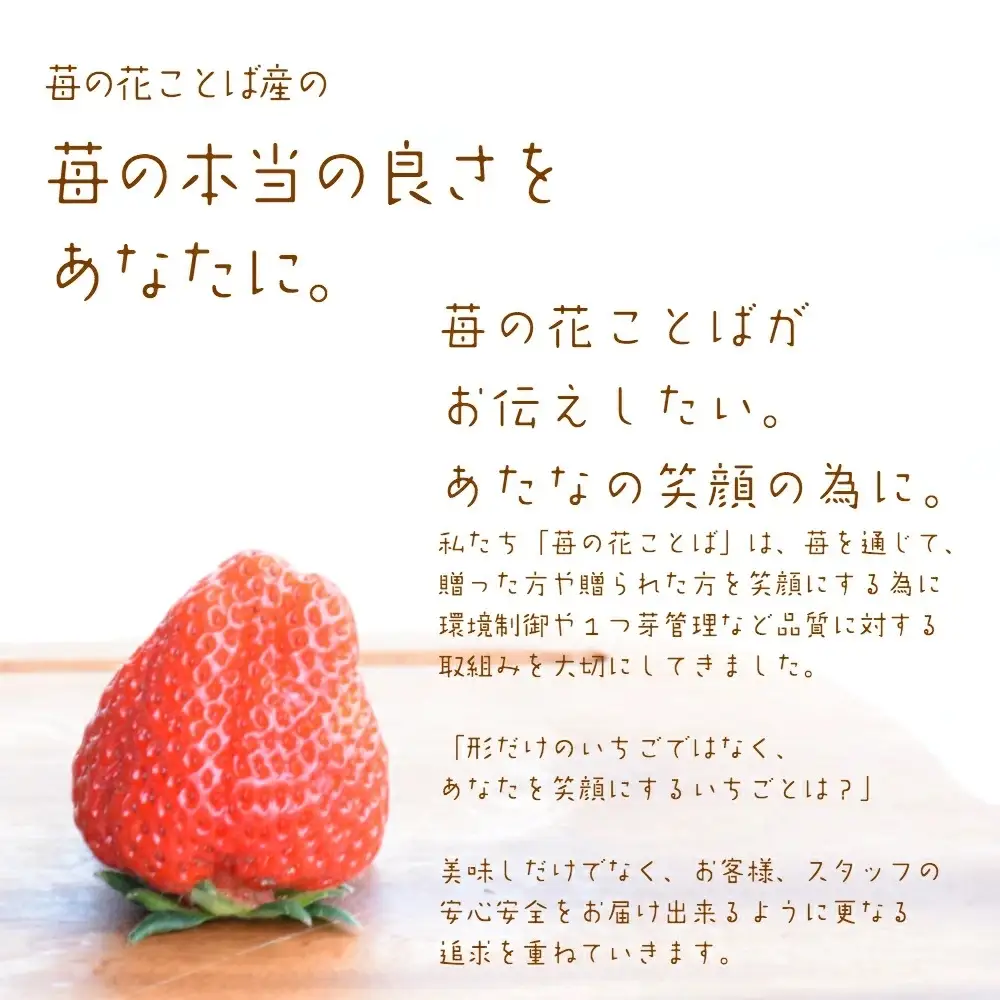【先行予約】越後姫 いちご ダブル約760g 越後姫 苺の花ことば