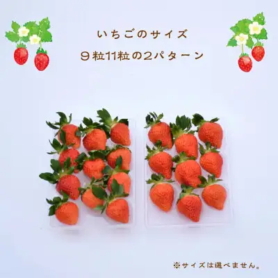 【先行予約】越後姫 いちご 越後姫 約200g×2P 苺の花ことば