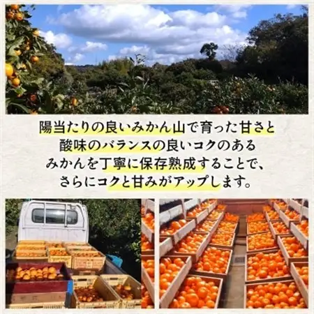 隠れ名産地　蔵出し熟成和泉みかん(中玉・大玉サイズミックス)5kg【1499001】