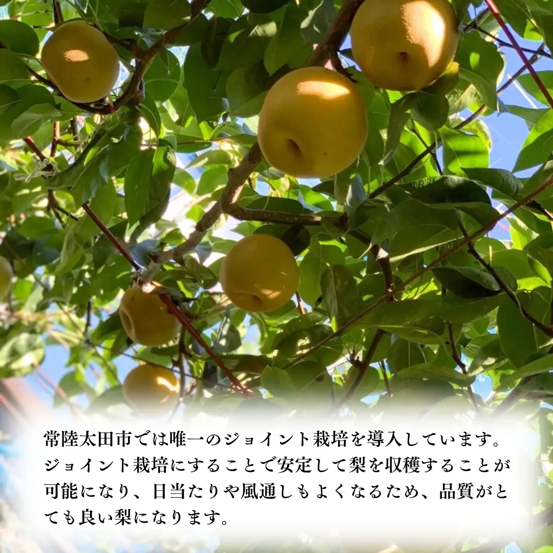 【 2026年 先行予約 】 厳選 2種！恵水 と 秋月 の 食べ比べセット 約5kg 8玉～10玉 【 茨城県共通返礼品 ／ 常陸太田市 】 桧山果樹園 フルーツ 甘い 直送 茨城 限定 ギフト 梨 旬 贈答 果物 [DU020sa]
