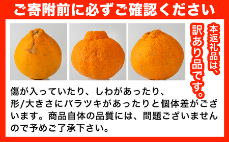 不知火 訳あり 5kg 不知火