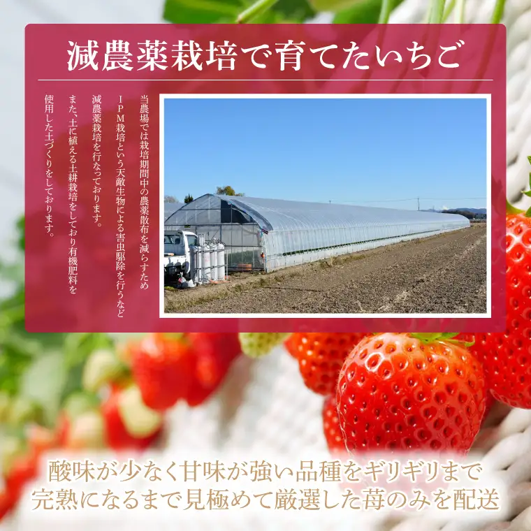 数量限定 とちあいか 600g【栃木県共通返礼品/真岡市産】DM001