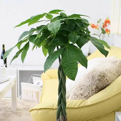 【観葉植物】パキラ 7号 ホワイトスクエア陶器鉢 ストレート 高さ:約85cm～1m内外(鉢底より)【観葉植物 インテリア 部屋 おしゃれ 福岡県 筑前町 送料無料 AG007】