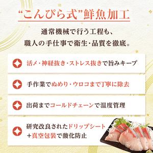超新鮮・オリーブブリフィレ約2.6～3.0kg 魚がうまいだし醤油付き （10月下旬～12月中旬頃発送） ぶり 鰤 おかず おつまみ 肴 ご当地 食品 名産 四国 【沖縄配送不可】 F5J-1192