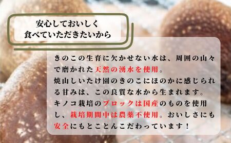 【定期便】11月以降に初回発送【期間限定 】生しいたけ 肉厚500g （約9~12個)×3ヶ月お届け 計1.5kg  ジャンボ手のひらサイズ  焼山しいたけ園 農園直送 新鮮 椎茸 シイタケ お取り寄せ グルメ 国産 糸魚川 新潟県