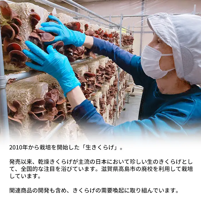 【D-709】共栄精密　淡海きのこ　生きのこセット 生きくらげ・生しいたけ（よかもんパッケージ入り）［高島屋選定品］