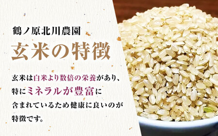 栽培期間中農薬不使用 令和6年産 豊コシヒカリ 玄米 20kg /鶴ノ原北川農園 [UDL017] 米 お米 こめ 玄米 ブランド米