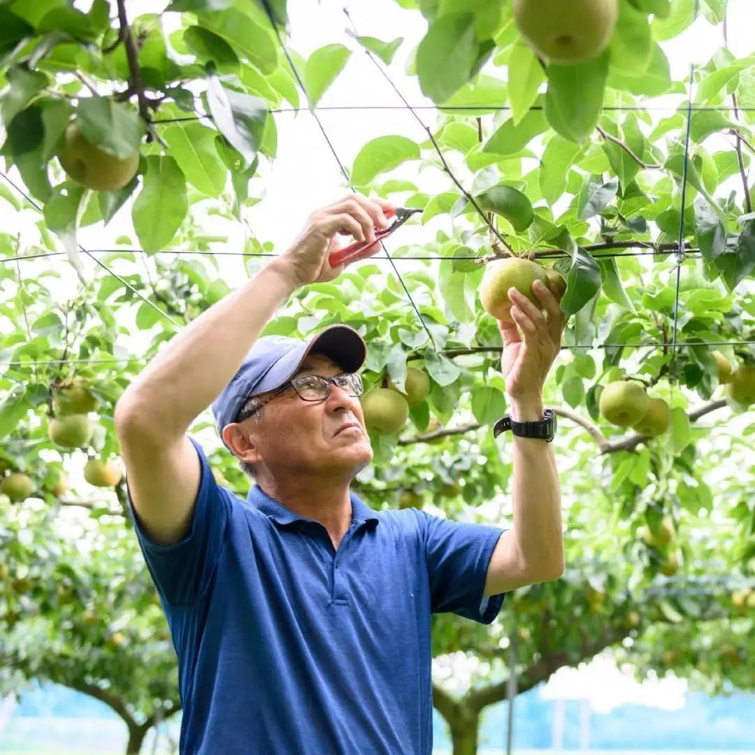 【2026年9月中旬発送開始】 茨城県産 梨 「 秋月 」 約 3kg 5玉 ～ 7玉 【茨城県共通返礼品／常陸太田市】 桧山果樹園 農家直送 桧山果樹園 農家直送 フルーツ  甘い 直送 茨城 限定 ギフト 梨 秋月 あきづき 果物 [DU009sa]