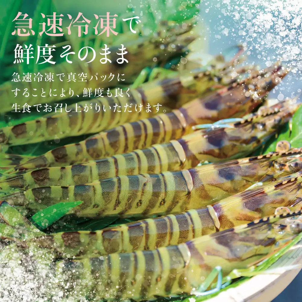 【鹿児島県産】活〆 冷凍車海老 600g（生食用） えび クルマエビ 車えび 海鮮 海産物 刺身 寿司 天ぷら 塩焼き エビフライ 急速冷凍 冷凍 鹿児島 坊津 南さつま市
