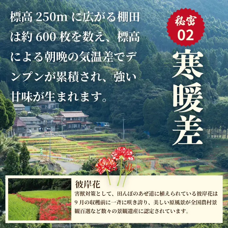 佐賀県遺産認定「江里山の棚田」のお米（5kg） 令和7年産 B150-019