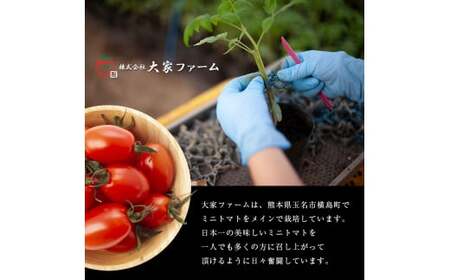 【定期3回】『大家ファーム』のミニトマト アイコ 1.2kg×3回 | ミニトマト トマト  野菜 定期便 定期  熊本県 玉名市