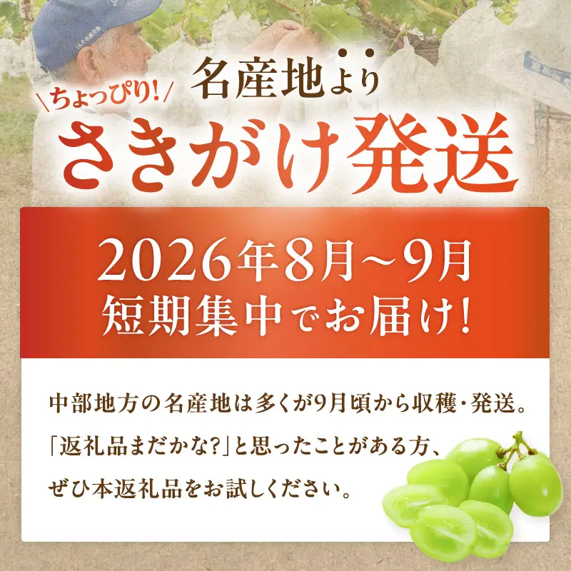 【 2026年先行予約 】【 桜島産 】シャインマスカット 1房 K261-001_01