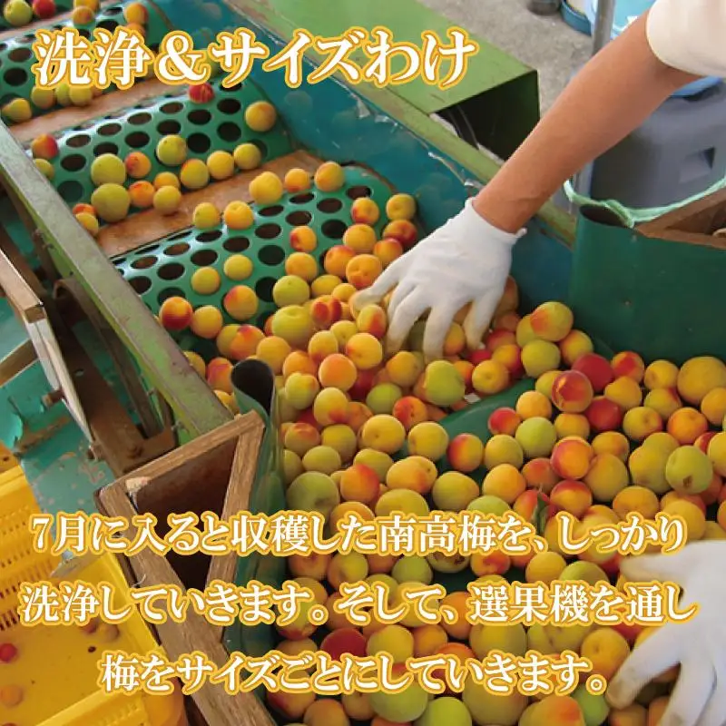  梅干し　はちみつ梅10kg　塩分約8％【農林水産大臣賞受賞】｜梅干し　