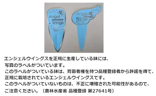 【2026年10月下旬発送開始予定】 鉢物 セネシオ 「エンジェルウイングス」 2.5寸×6鉢 シルバーリーフ 観葉植物 ／ 岩手県 八幡平市  安代リンドウ開発