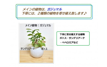 観葉植物 ハイドロカルチャー・寄せ植え（ボール／ホワイト）メイン植物：ガジュマル　011-26｜ 観葉植物 