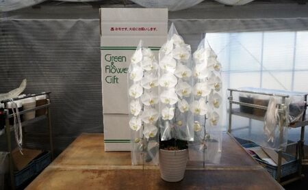 胡蝶蘭 コチョウラン 白 アヤセ洋蘭 花 胡蝶蘭【3本立ち】